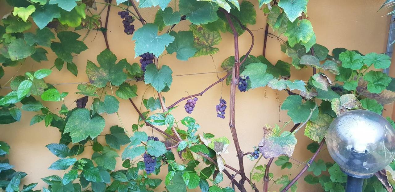 Casa Vacanze Rose E Fiori Sardegna 圣维托 外观 照片